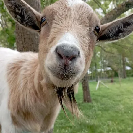 B&B Le Petit Moulin Tournesol Sainte-Soline