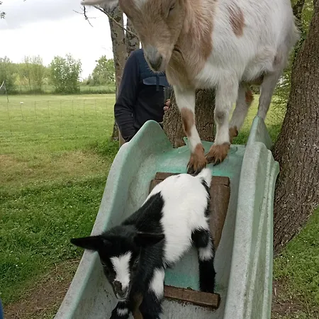Le Petit Moulin Tournesol